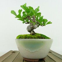 盆栽 山査子 樹高 約10cm さんざし Crataegus cuneata サンザシ 赤花 バラ科 サンザシ属 落葉樹 観賞用 小品 現品_画像3