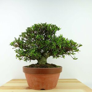  bonsai Rhododendron indicum light . height of tree approximately 19cm satsuki Rhododendron indicum Satsuki azalea . evergreen tree .. for small goods reality goods 