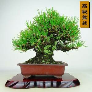 盆栽 松 黒松 樹高 約34cm くろまつ 高級盆栽 Pinus thunbergii クロマツ マツ科 常緑針葉樹 観賞用 現品