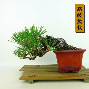 盆栽 松 黒松 樹高 上下 約17cm くろまつ 高級盆栽 Pinus thunbergii クロマツ マツ科 常緑針葉樹 観賞用 小品 現品