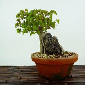  bonsai maple height of tree approximately 17cm maple Acer maple stone attaching . leaf maple . deciduous tree .. for small goods reality goods 