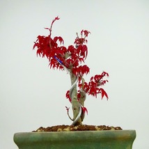 盆栽 紅葉 出猩々 樹高 約16cm もみじ Acer palmatum モミジ カエデ科 落葉樹 観賞用 小品 現品_画像2