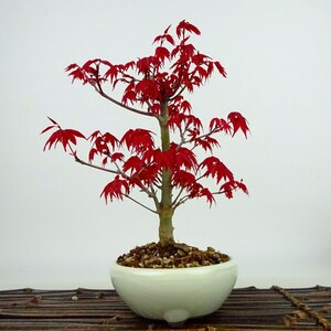 盆栽 紅葉 出猩々 樹高 約16cm もみじ Acer palmatum モミジ カエデ科 落葉樹 観賞用 小品 現品