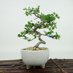 盆栽 山査子 樹高 約17cm さんざし Crataegus cuneata サンザシ バラ科 サンザシ属 落葉樹 観賞用 小品 現品