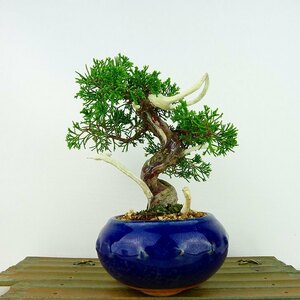 盆栽 真柏 樹高 約15cm しんぱく Juniperus chinensis シンパク ジン シャリ ヒノキ科 常緑樹 観賞用 小品 現品