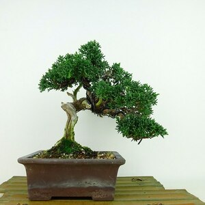 盆栽 真柏 樹高 約19cm しんぱく Juniperus chinensis シンパク ジン シャリ ヒノキ科 常緑樹 観賞用 小品 現品