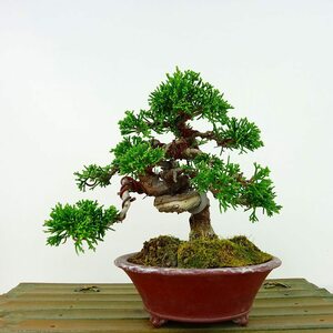 盆栽 真柏 樹高 約13cm しんぱく Juniperus chinensis シンパク シャリ ヒノキ科 常緑樹 観賞用 小品 現品