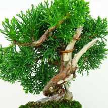 盆栽 真柏 樹高 約14cm しんぱく Juniperus chinensis シンパク ジン シャリ ヒノキ科 常緑樹 観賞用 小品 現品_画像6