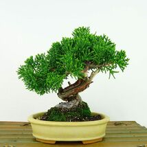 盆栽 真柏 樹高 約14cm しんぱく Juniperus chinensis シンパク ジン シャリ ヒノキ科 常緑樹 観賞用 小品 現品_画像1