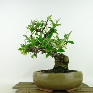 盆栽 秋茱萸 樹高 約20cm あきぐみ Elaeagnus umbellata アキグミ グミ科 落葉樹 観賞用 小品 現品