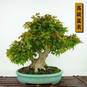  bonsai maple height of tree approximately 28cm maple high class bonsai Acer maple . leaf maple . deciduous tree .. for reality goods 