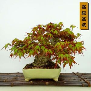 盆栽 紅葉 樹高 約21cm もみじ 高級盆栽 Acer palmatum モミジ カエデ科 落葉樹 観賞用 現品