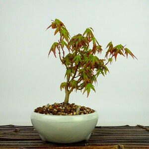 盆栽 紅葉 樹高 約14cm もみじ Acer palmatum モミジ カエデ科 落葉樹 観賞用 小品 現品