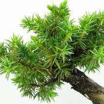 盆栽 松 杜松 樹高 約12cm としょう Juniperus rigida トショウ ヒノキ科 常緑針葉樹 観賞用 小品 現品_画像6