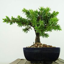 盆栽 松 杜松 樹高 約12cm としょう Juniperus rigida トショウ ヒノキ科 常緑針葉樹 観賞用 小品 現品_画像4