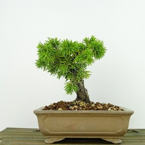 盆栽 松 杜松 樹高 約13cm としょう Juniperus rigida トショウ ヒノキ科 常緑針葉樹 観賞用 小品 現品