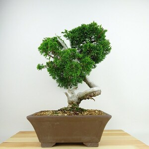 盆栽 真柏 樹高 約30cm しんぱく Juniperus chinensis シンパク ジン シャリ ヒノキ科 常緑樹 観賞用 現品