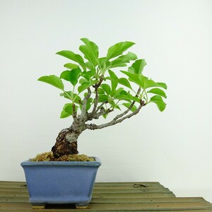 盆栽 姫林檎 姫国光 樹高 約15cm ひめりんご Malus prunifolia ヒメリンゴ バラ科 リンゴ属 落葉樹 観賞用 小品 現品