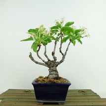 盆栽 姫林檎 姫国光 樹高 約16cm ひめりんご Malus prunifolia ヒメリンゴ バラ科 リンゴ属 落葉樹 観賞用 小品 現品_画像1