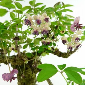 盆栽 木通 樹高 上下 約26cm あけび Akebia quinata アケビ 花 つる性 アケビ科 落葉樹 観賞用 現品の画像7