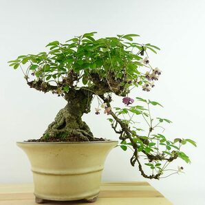 盆栽 木通 樹高 上下 約26cm あけび Akebia quinata アケビ 花 つる性 アケビ科 落葉樹 観賞用 現品の画像3