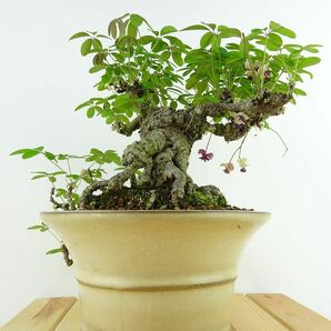 盆栽 木通 樹高 上下 約26cm あけび Akebia quinata アケビ 花 つる性 アケビ科 落葉樹 観賞用 現品の画像2