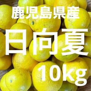 鹿児島県産　日向夏　訳アリ　10Kg 