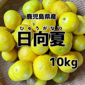 鹿児島県産　日向夏みかん　訳あり　10Kg e