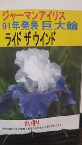 ①ライドザウィンド★巨大輪のジャーマンアイリスの苗球根★写真現物