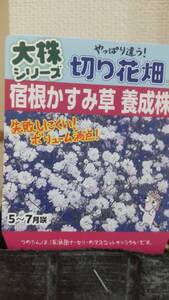 ⑤宿根かすみ草の苗★八重咲き★白色★写真より１ポット