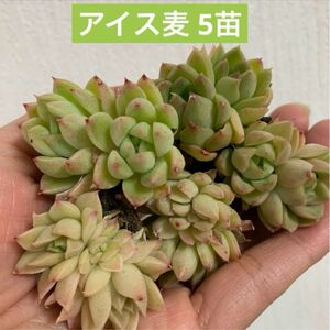 多肉植物エケベリアプラグ苗　アイス麦　5苗