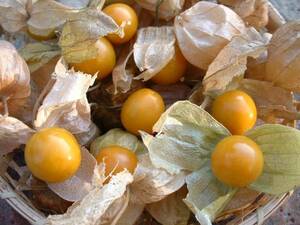 * Nankoku fruit. fragrance * meal for ho oz ki* Golden Berry 30*