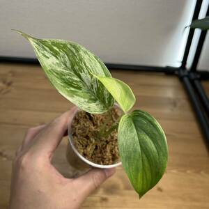 5. Scindapsus Blue Albo Variegatedスキンダプサス ブルー アルボ 斑入り インドネシア輸入株 熱帯植物 希少種