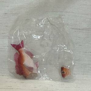 ● 海洋堂 カプセルQミュージアム マグネット水族館 日本の食用魚 全6種セット 検) ミニチュア フィギュア 魚類 まぐろ 鯛 の画像3