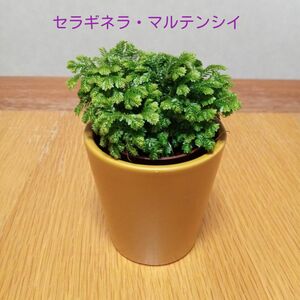 【観葉植物】セラギネラ・マルテンシイ　元気な苗　しっかり根付き