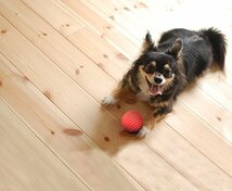 MARTIN SELLIER(マーティンセラー)ルーベンロール 犬用おもちゃ ソフトラバーボール Mサイズ レッド_画像2