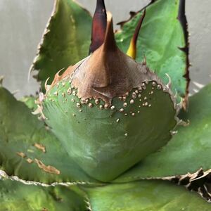 チタノタ 'Italy super studs' 超特選 イタリア輸入仔株 agave titanota オテロイ アガベ