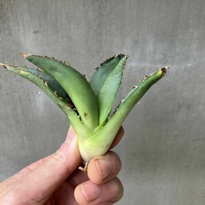 チタノタ US special US輸入仔株 agave titanota オテロイ アガベの画像4