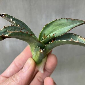 チタノタ US special US輸入仔株 agave titanota オテロイ アガベの画像6