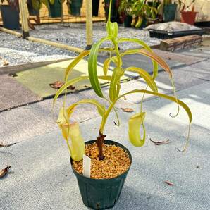 【現品限り】 N.ventricosa オザキ 挿し木 ネペンテス ウツボカズラ 食虫植物 熱帯植物 観葉植物 の画像4