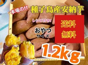 安納芋種子島産　おやつサイズ1.2kg さつまいも　安納芋　紅　☆☆☆1