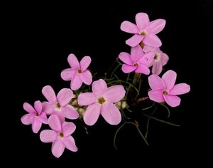 【球根】オキザリス フラグラント(Oxalis fragrant)