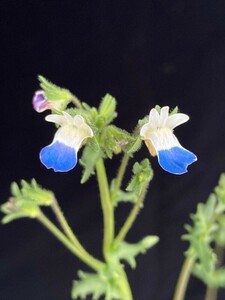 【種子】原種ネメシア バルバータ(Nemesia barbata)　青白