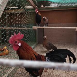 赤色野鶏白耳 タイ原産国本物 食用有精卵 10個 種卵 他の方の赤色野鶏と全く違う赤色野鶏です!!の画像3