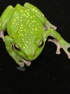  Schlegel's green tree frog 1 pcs kibosishure- gel 