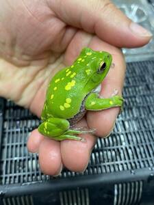  Schlegel's green tree frog 1 pcs kibosishure- gel that ④