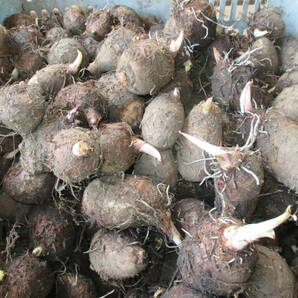 里芋 サトイモ たわら（俵）芋 種芋 3キロ 3kg 3800円 送料無料 希少品種 の画像3