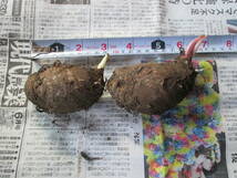 里芋　サトイモ　たわら（俵）芋　種芋　1キロ　1kg　1400円　送料無料　希少品種　2_画像4