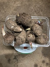 里芋　サトイモ　たわら（俵）芋　種芋　1キロ　1kg　1400円　送料無料　希少品種　3_画像2