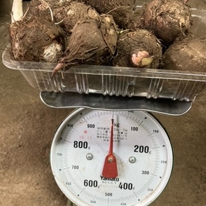 里芋　サトイモ　たわら（俵）芋　種芋　1キロ　1kg　1400円　送料無料　希少品種　1